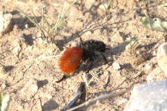 Dasymutilla magnifica