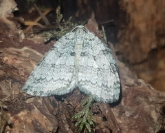 Epirrita dilutata