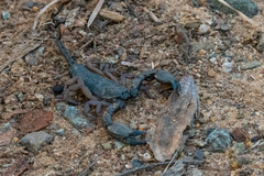 Opisthacanthus