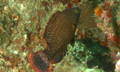 Cheilinus chlorourus