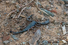 Opisthacanthus