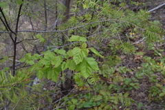 Acer glabrum douglasii