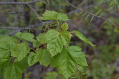 Acer glabrum douglasii