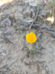 Ranunculus paludosus