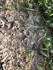 Solenopsis saevissima