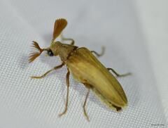 Arrhaphipterus larclausei