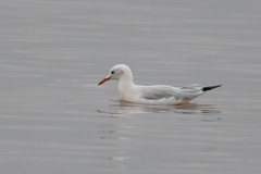 Chroicocephalus genei