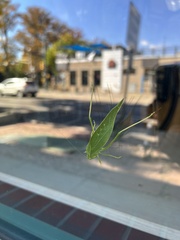 Microcentrum rhombifolium