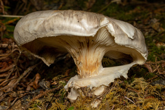 Catathelasma