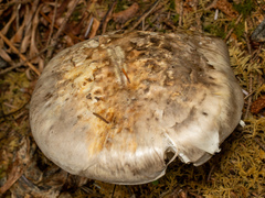 Catathelasma