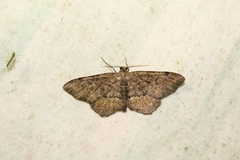 Hypagyrtis