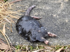 Scalopinae