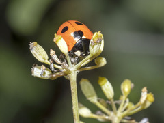Coccinella algerica