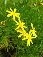 Senecio pinnatifolius