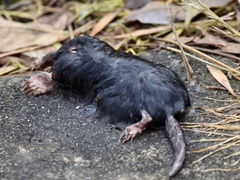 Scalopinae