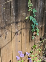 Trichonephila clavata