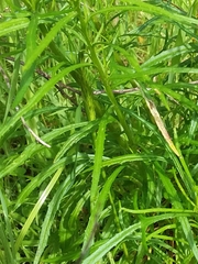 Senecio pinnatifolius