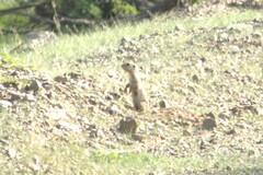 Xerospermophilus tereticaudus