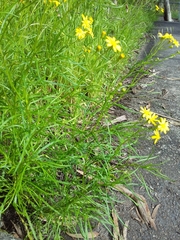Senecio pinnatifolius