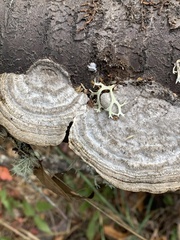 Trametes hirsuta