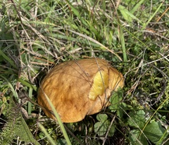 Suillus collinitus