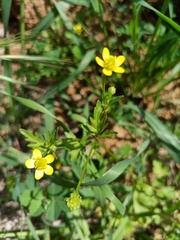 Ranunculus sardous