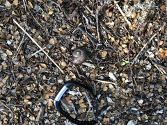 Powelliphanta