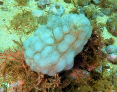 Phallusia mammillata