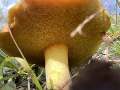 Suillus collinitus