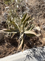 Salvia apiana × mellifera