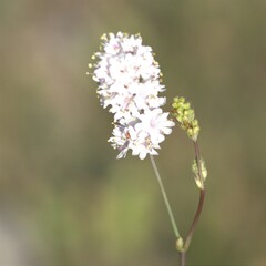 Boerhavia xantii