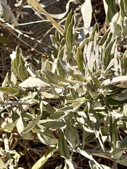 Salvia apiana × mellifera