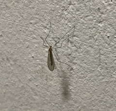 Trichocera annulata