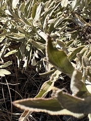 Salvia apiana × mellifera