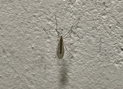 Trichocera annulata