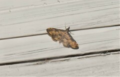 Piletocera reunionalis