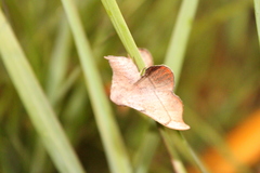 Cicinnus melsheimeri