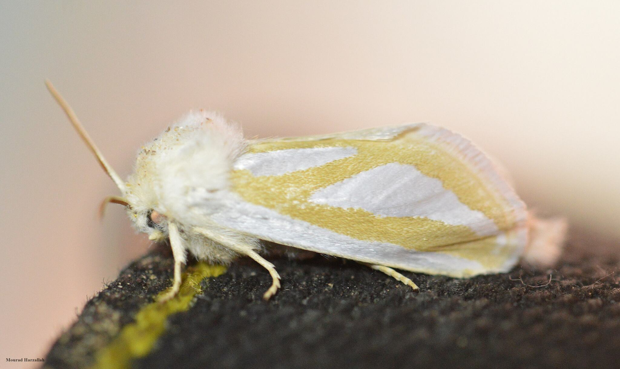 Mormogystia reibellii