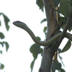 Masticophis bilineatus