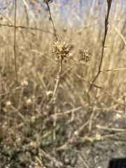 Centaurea melitensis