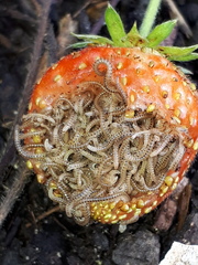 Blaniulus guttulatus