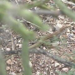 Aspidoscelis stictogrammus