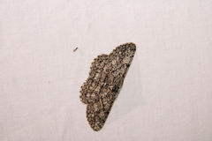 Hypomecis umbrosaria