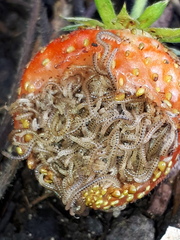 Blaniulus guttulatus