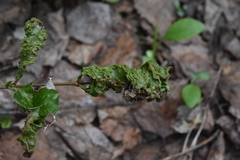 Aceria caliberberis