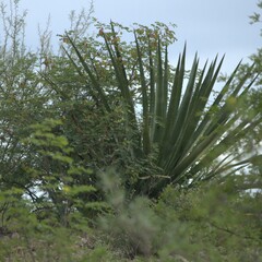 Agavoideae