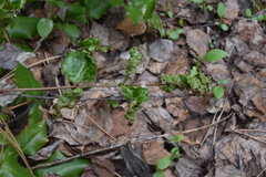 Aceria caliberberis