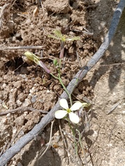 Raphanus raphanistrum