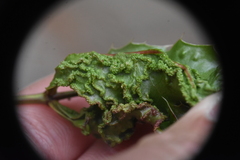 Aceria caliberberis