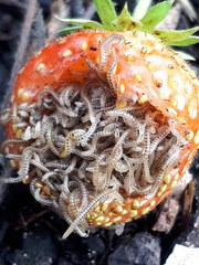 Blaniulus guttulatus